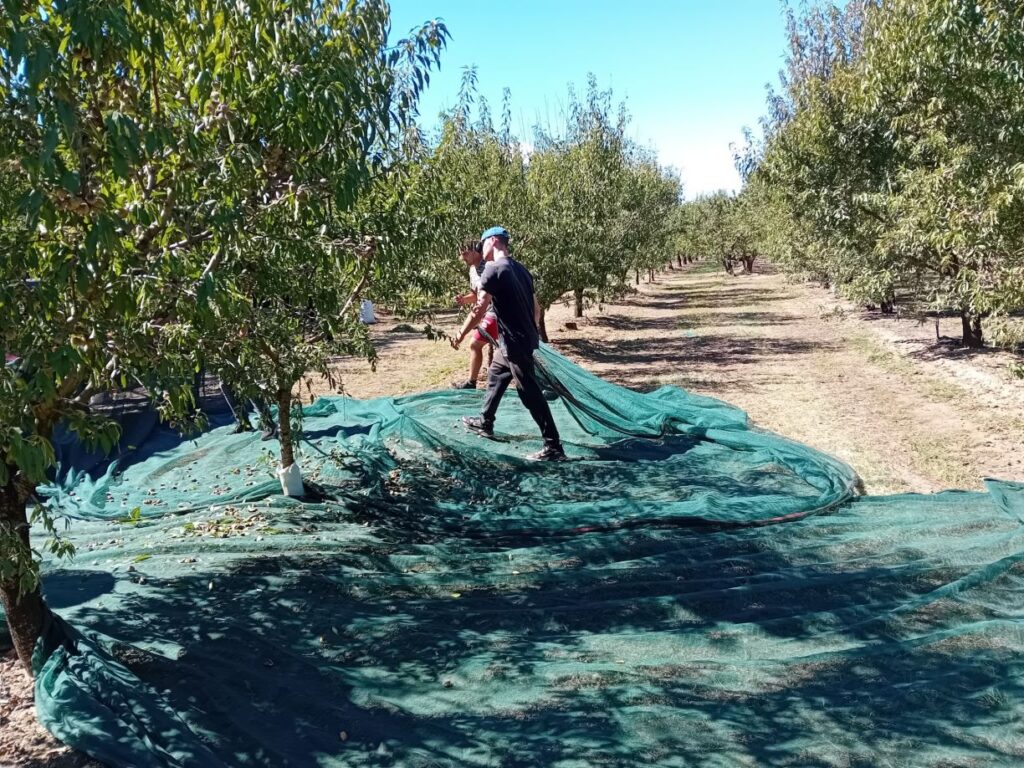 Λάρισα: Ανάμεικτα τα συναισθήματα των παραγωγών για την φετινή παραγωγή αμυγδάλου